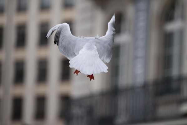 merci la vie pour cette joie animale mouette suspendue en vol, de dos, repliant ses ailes, sur fond flou