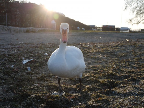 Face à face avec un cygne, en contre-jour