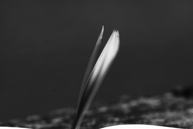 page d'un livre en lévitation, noir blanc