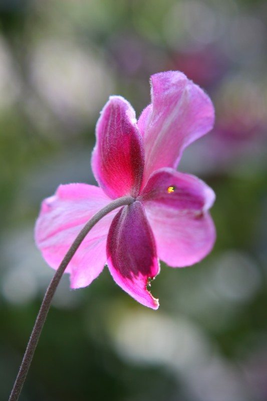 fleur violette, prise de derrière