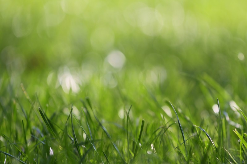 herbe à ras le sol, flou, lumière d'automne