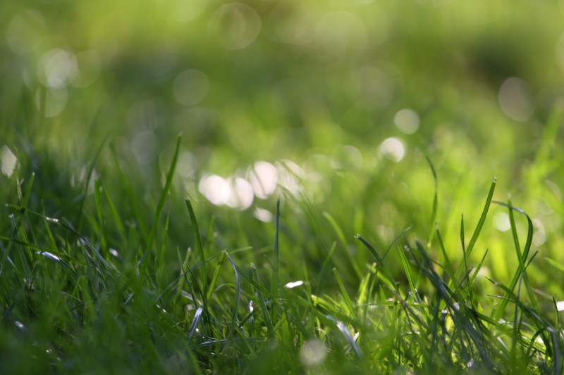 herbes à ras le sol, lumière d'automne, quelques herbes nettes et arrière-plan flou