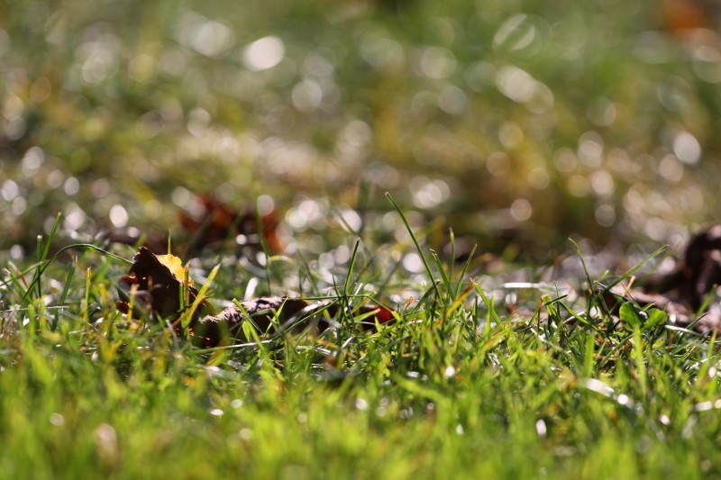 herbes à ras le sol, couleurs automnales, arrière-plan flou