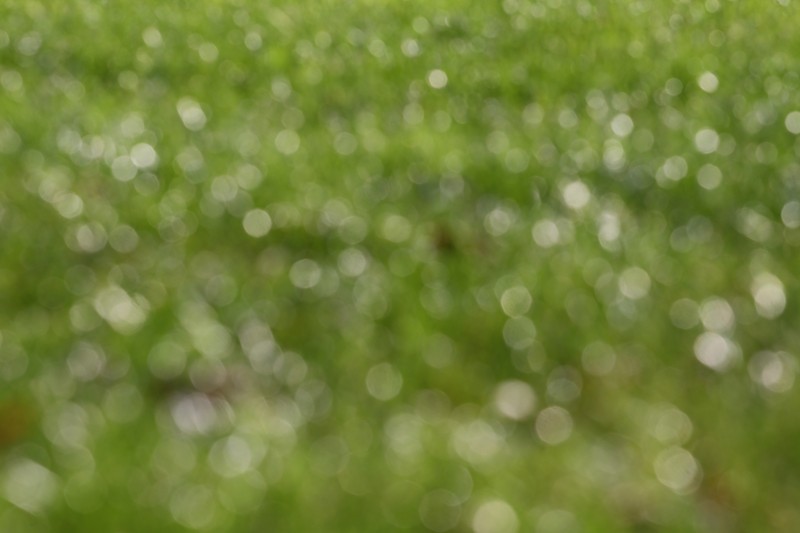 herbes à ras le sol, flou, cercles de lumière