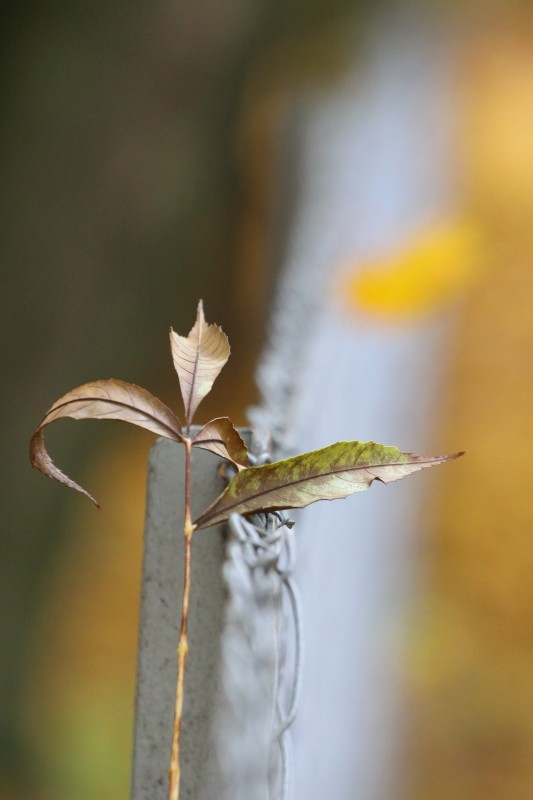 feuille morte brune tombée sur une barrière, barrière et arrière-plan très flous, couleurs d'automne