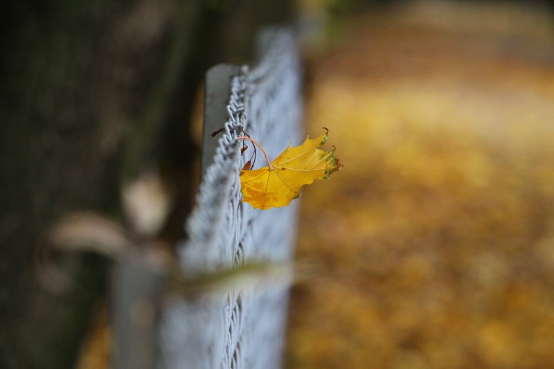 feuille morte jaune accrochée à une barrière, flou des couleurs d'automne
