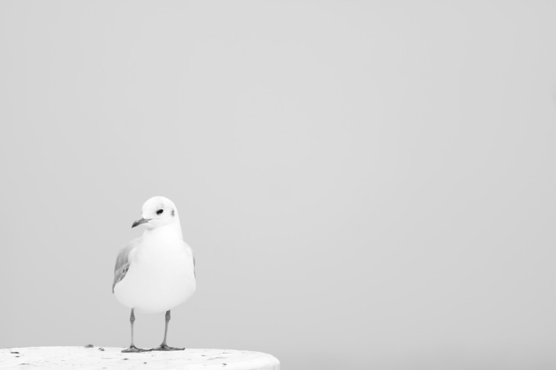 mouette sur un poteau à gauche de l'image, ciel uniforme, noir-blanc, importante surexposition