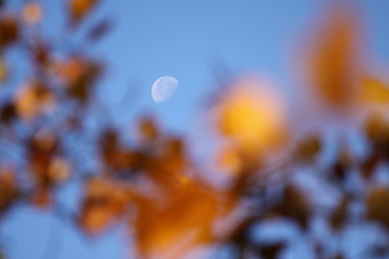 lune vue de jour à travers un feuillage orangé d'automne