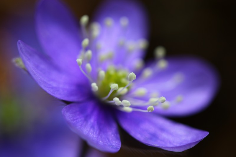 photo macro d'une petite fleur bleu-violette, flou important, paysage