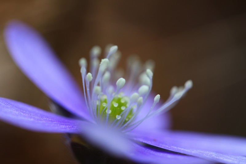 photo macro des pistiles d'une petite fleur bleu-violette