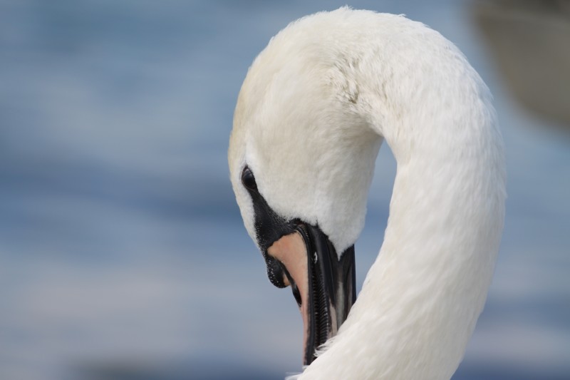 tête d'un cygne repliée sur fond de lac bleu