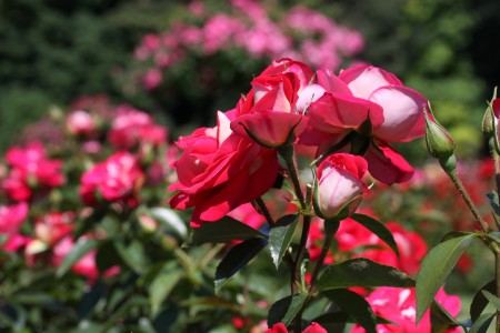 photo de roses, roses rouges et blanches