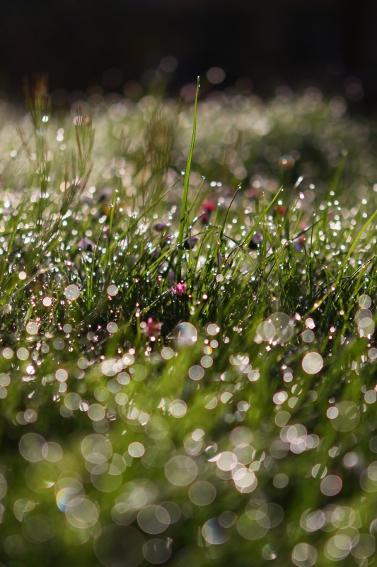 gouttes d'eau dans l'herbe, illuminées par un rayon de soleil
