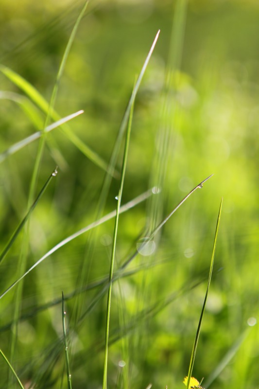 gouttelette sur une brindille d'herbe