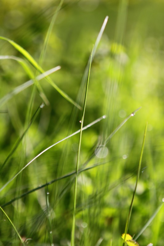 gouttelettes d'eau dans des herbes, flou et saturation
