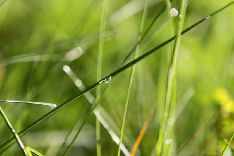 gouttelette d'eau sur une herbe verte, position paysage
