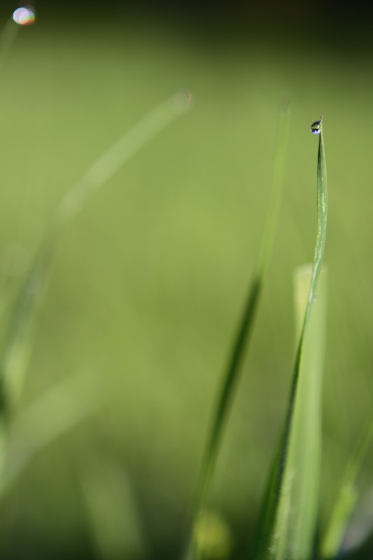 goutte d'eau sur le sommet d'une herbe, non saturé