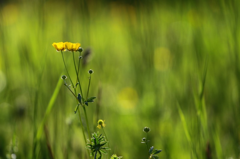petites fleurs jaunes avec bokeh vert en arrière-plan