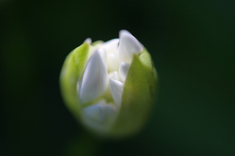 bouton d'une fleur blanche en éclosion, low key, macro