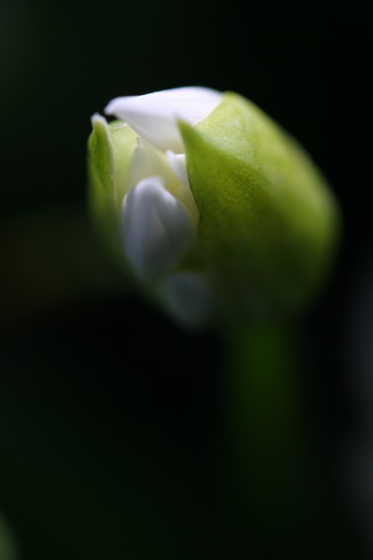 bouton de fleur blanche en éclosion, macro, position portrait