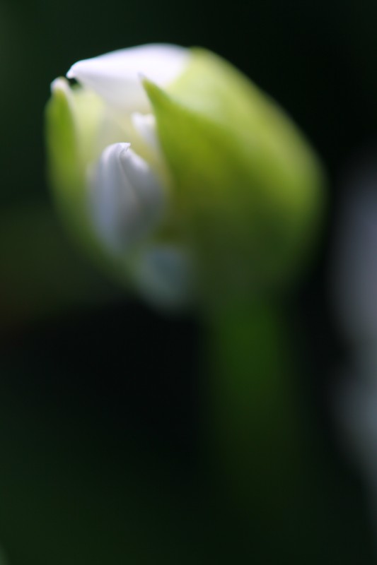 bouton de fleurs blanches en éclosion dans un bouton vert