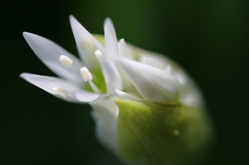 fleur blanche éclose, encore entourée d'une fine membrane d'un bourgeon vert