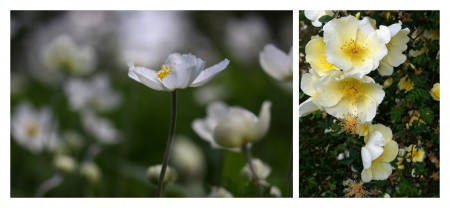 diptyque de fleurs, format horizontal, fleur blanche, format portrat, fleur jaune