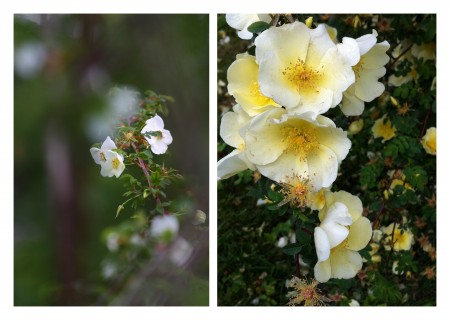 diptyque de fleurs jaunes et fleurs montantes
