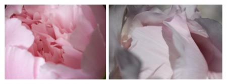 diptyque avec deux photos de coeur de pivoines roses
