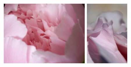 dyptique de photos de pivoines, la première coeur de la pivoine, deuxième pétale au vent de la pivoine