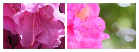 diptyque de rhododendrons roses, l'intérieur de la fleur est particulièrement visible sur les deux photos