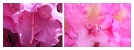 diptyque de rhododendrons roses, l'intérieur de la fleur est particulièrement visible sur les deux photos