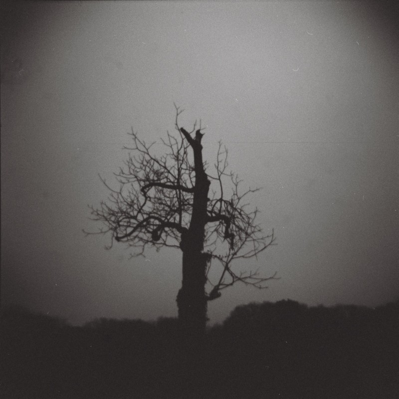 tronc d'arbre avec quelques branches, photos noir-blanc très sombre, format carré, lomographie