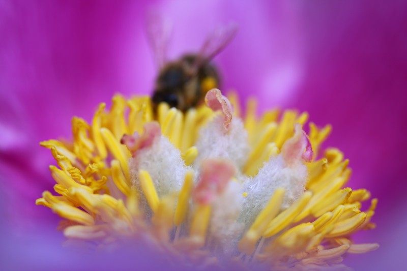 coeur d'une fleur violette dans laquelle butine en arrière-plan une abeille