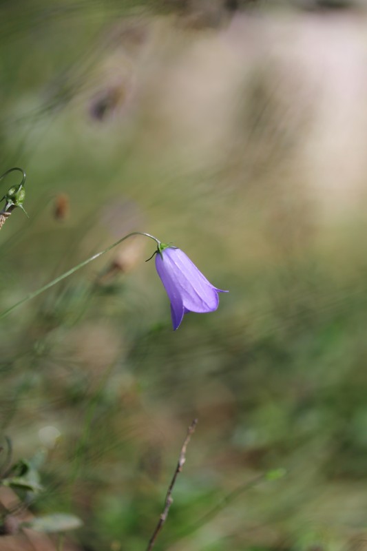 petite fleur violette sur bokeh clair