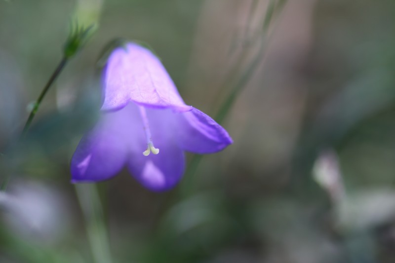 petite fleur violette avec un flou important