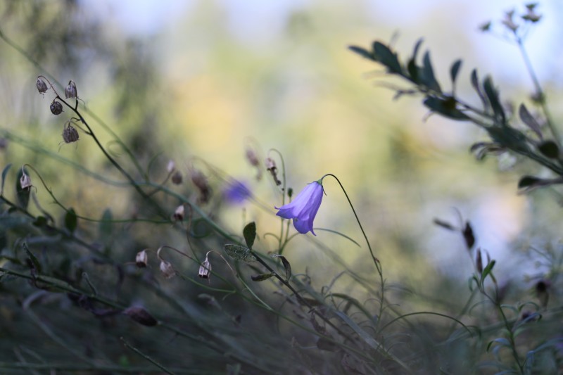 petite fleur violette avec herbes en broussaille