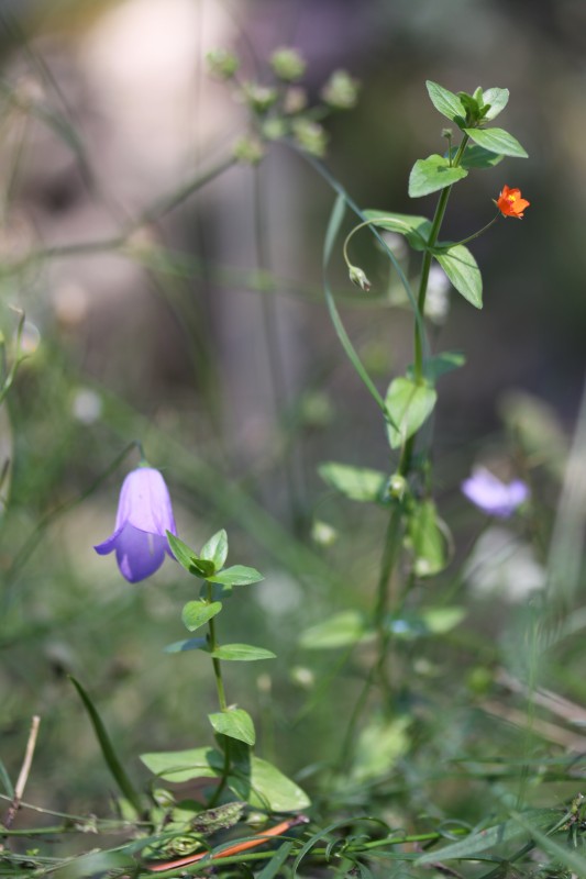 fleur violette et petite fleur orange