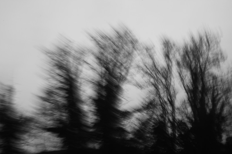 arbres photographiés en vitesse lente, noir-blanc II