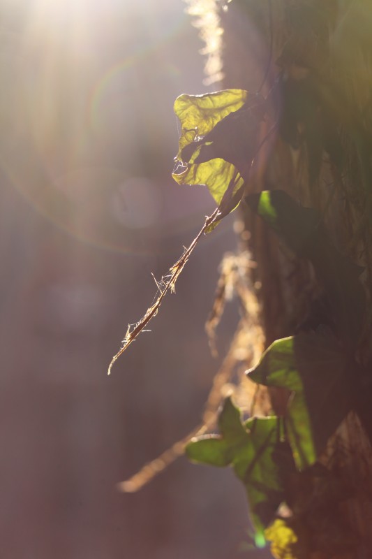 feuille d'arbre dans le vent, soleil transperçant la feuille