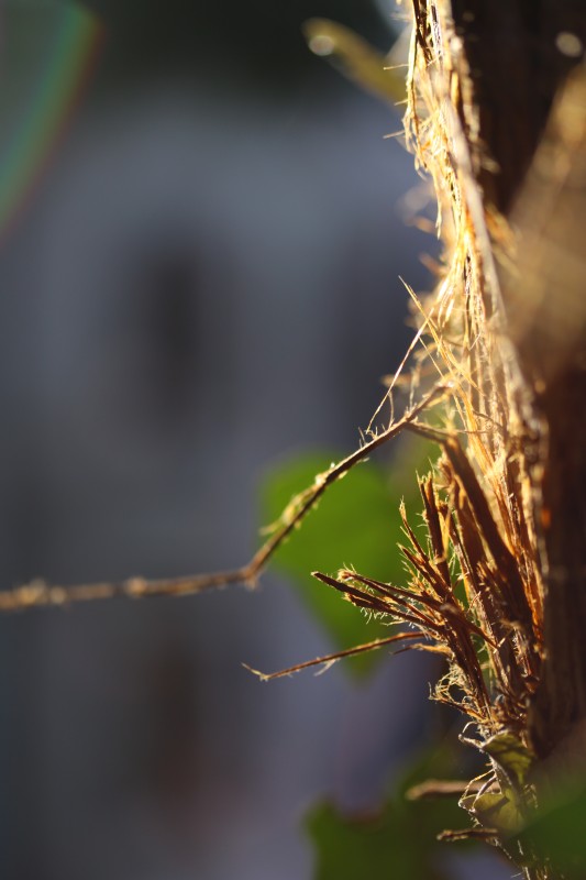 tronc d'arbre illuminé par un rayon de soleil