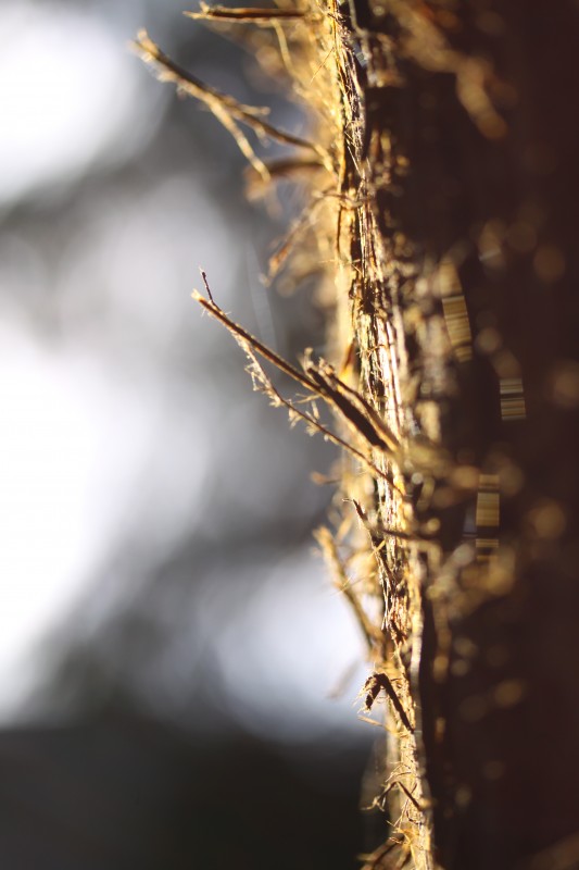 tronc d'arbre illuminé par un rayon de soleil 2