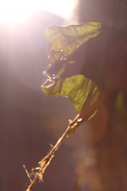 feuille au vent près du tronc d'arbre, rayon de soleil