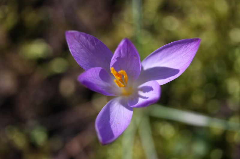 crocus violet photographié de haut avec bokeh, mode paysage