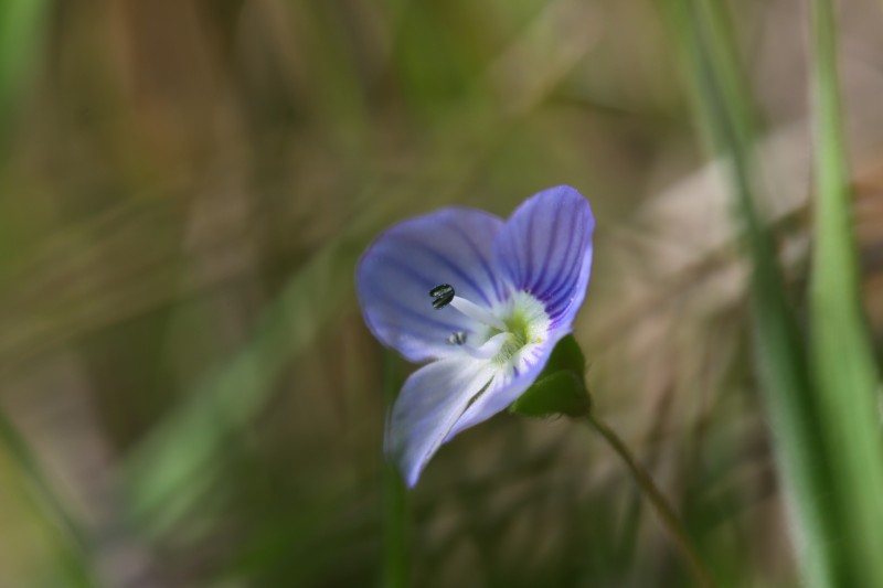 petite fleur bleue au milieu d'herbe verte