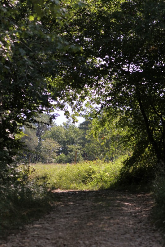 chemin sortant de la forêt, orientation portrait