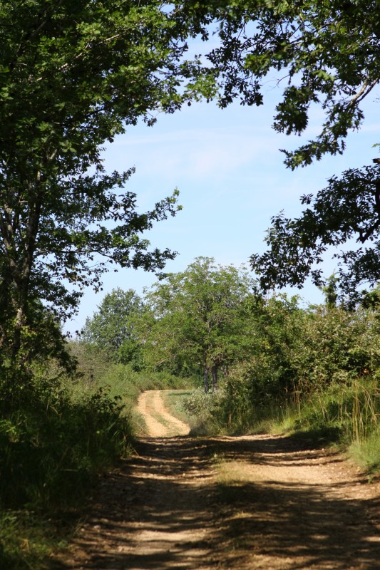 chemin sortant de la forêt, encadré d'arbres, orientation portrait