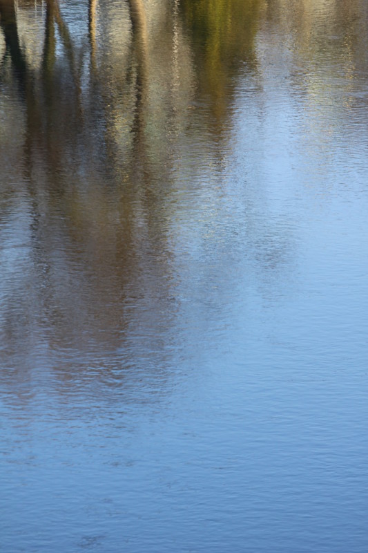 reflets d'arbre dans l'Aar