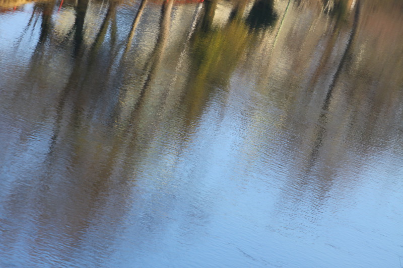 reflets d'arbres dans l'eau de l'Aar