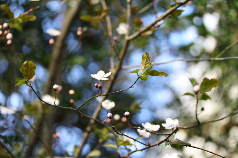 branches d'arbre dans le vent avec petites fleurs blanches